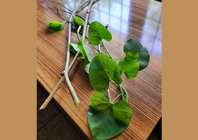 https://www.naturesworkshopnsnw.com/